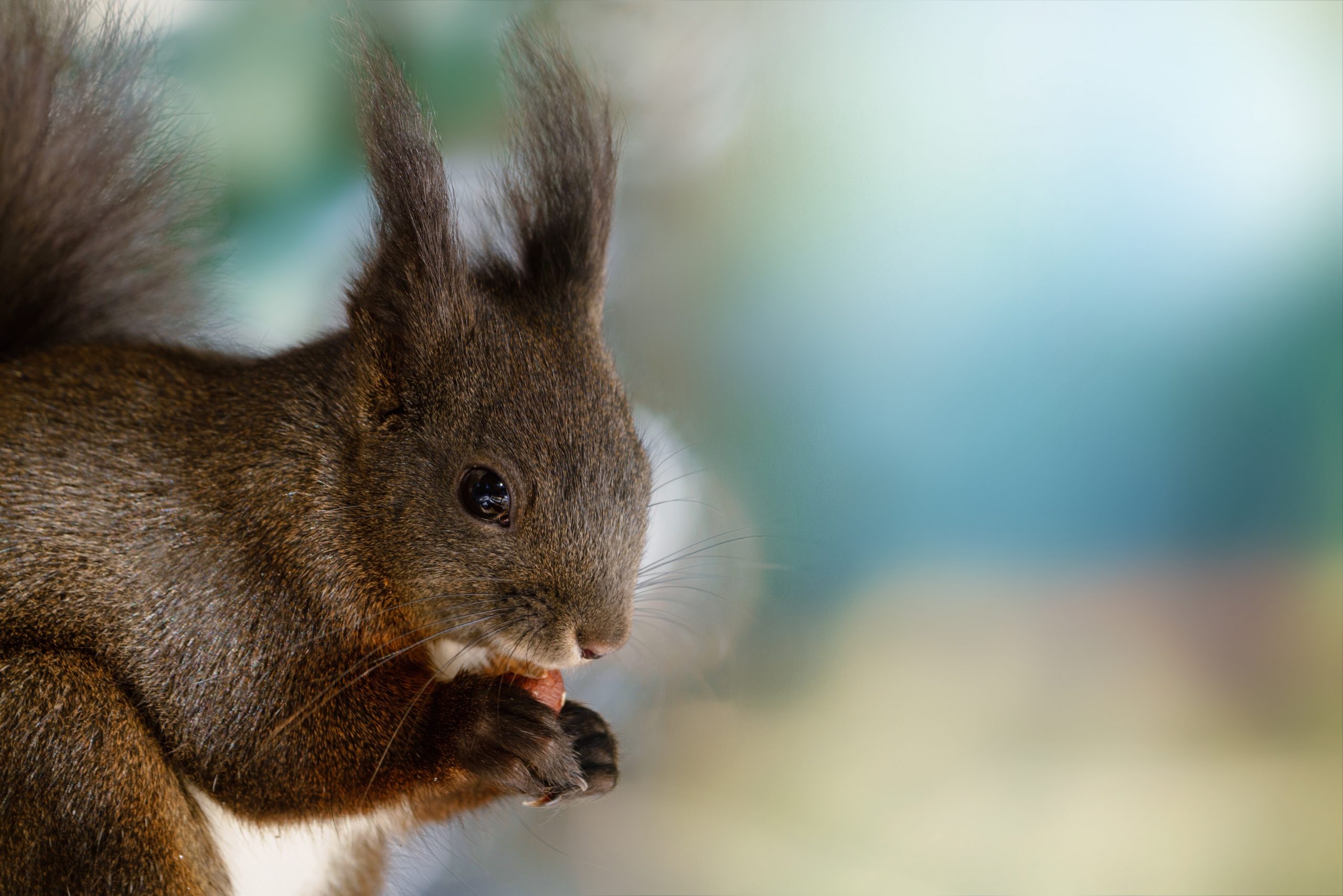 165106-squirrel-7727774