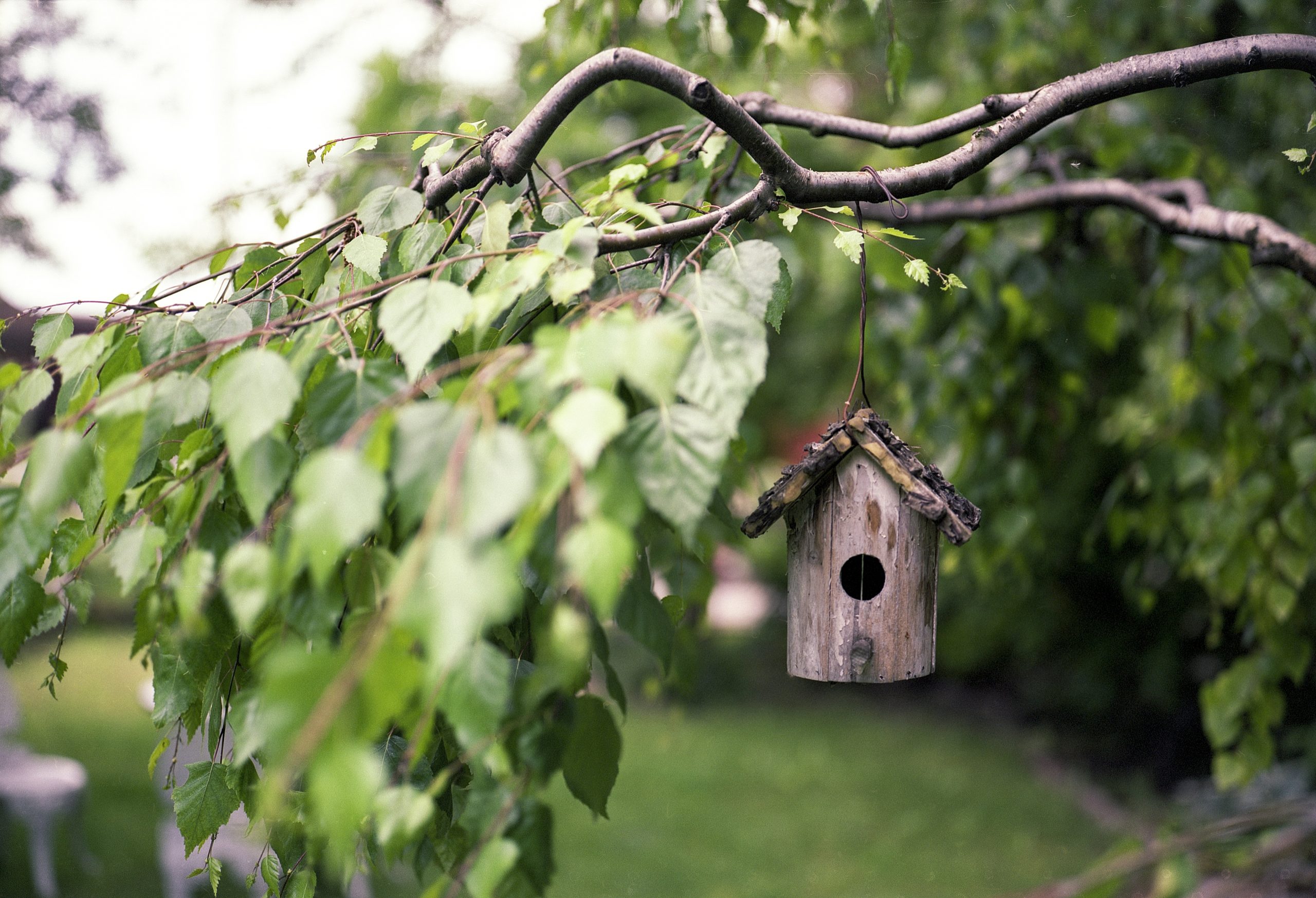 brenkee-bird-feeder-2344414