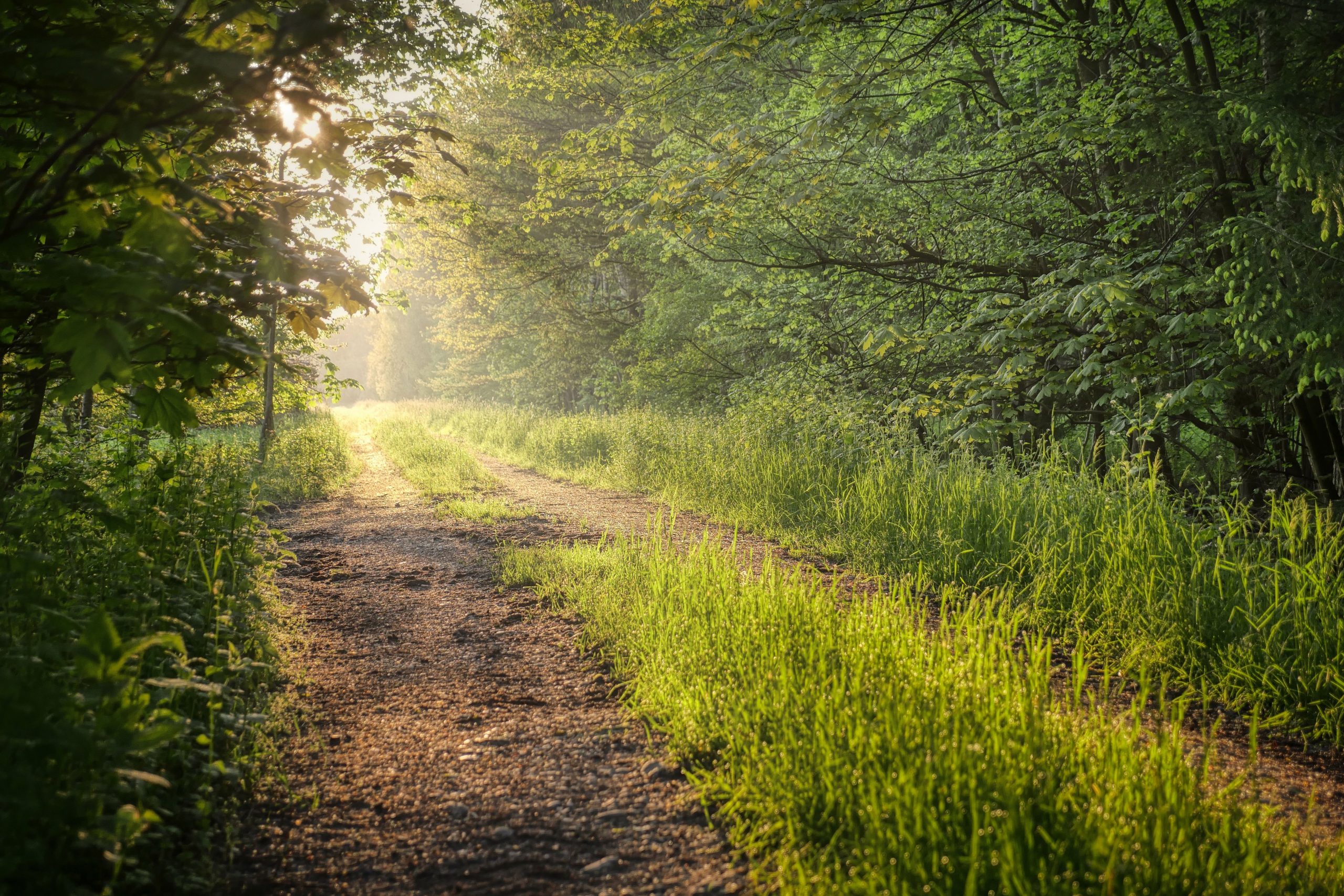 fietzfotos-meadow-8001786
